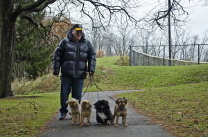 A man walks his dogs through Frick Park.  Photo by Alyssa Kramer