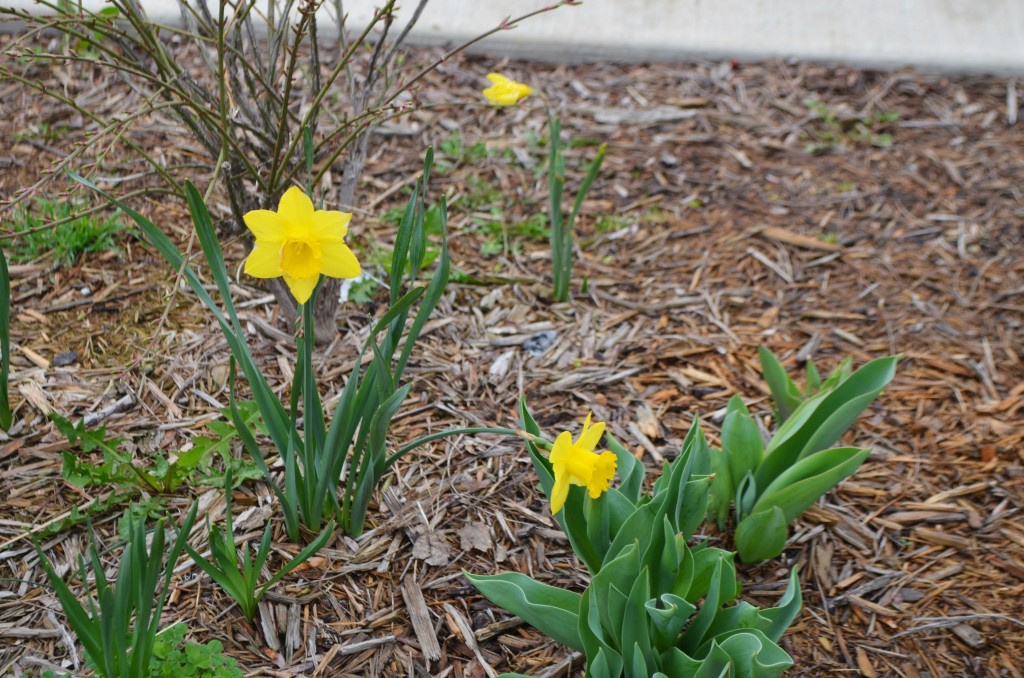 Daffodils bloom near the Brookline Boulevard cannon war memorial. Photo by Rebekah Devorak.