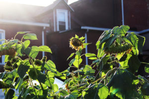 Afternoon light spills over a neighboring house, illuminating Plant to Plate’s sunflower patch.
